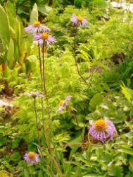 2013-08-18_Regina-F-Rau_Schachen_Blumen  (200).JPG